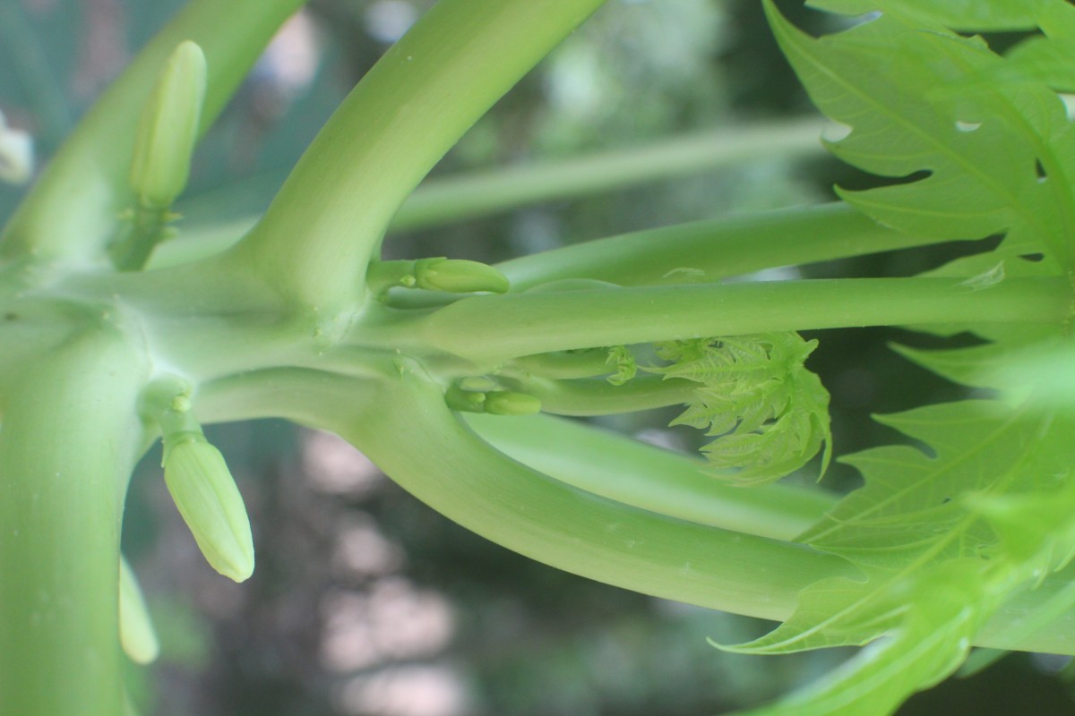 Carica papaya L.